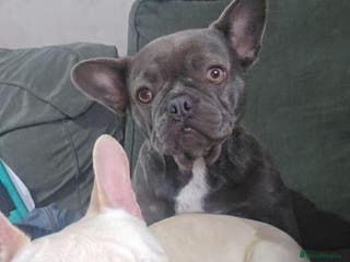 French Bulldog dogs French bulldog puppies - Advert 2