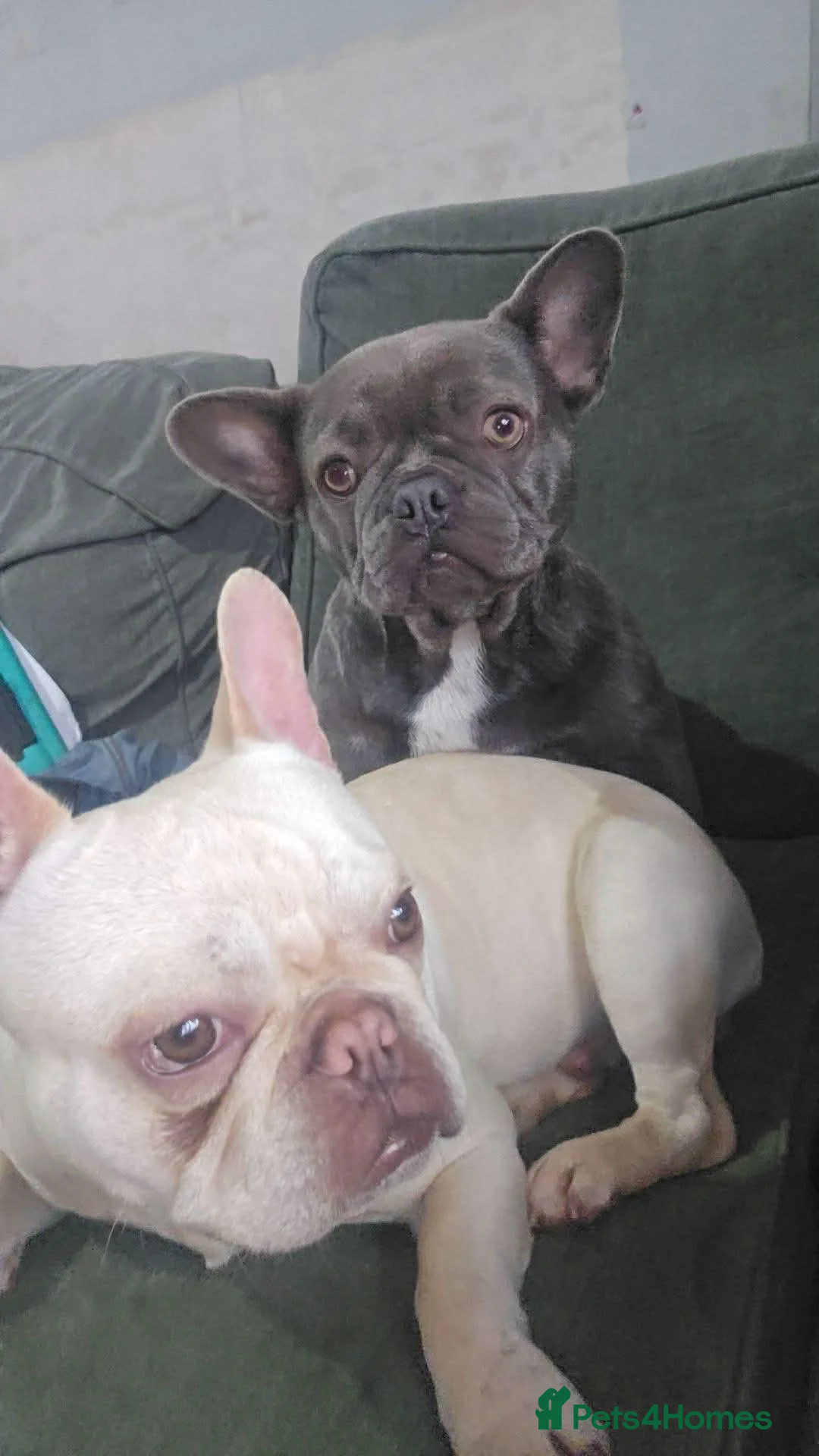 French Bulldog dogs for sale: French bulldog  puppies  - Advert 1