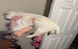 Pug dogs for sale: fluffy pug puppies  - Advert 6