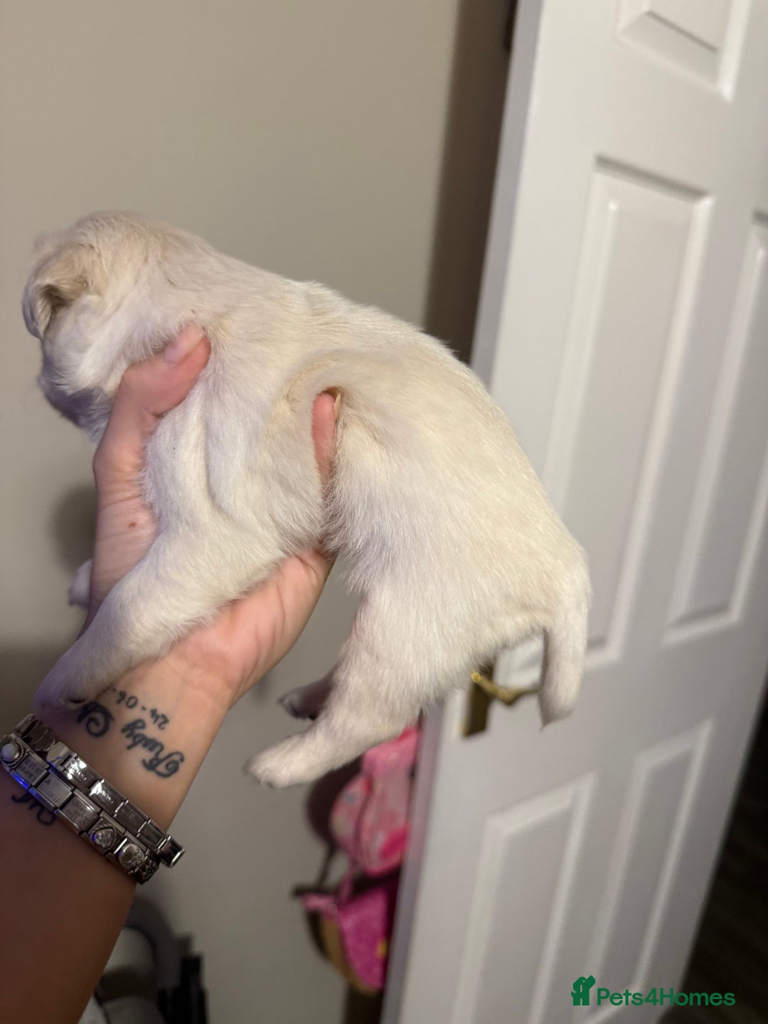 Pug dogs for sale: fluffy pug puppies  - Advert 6