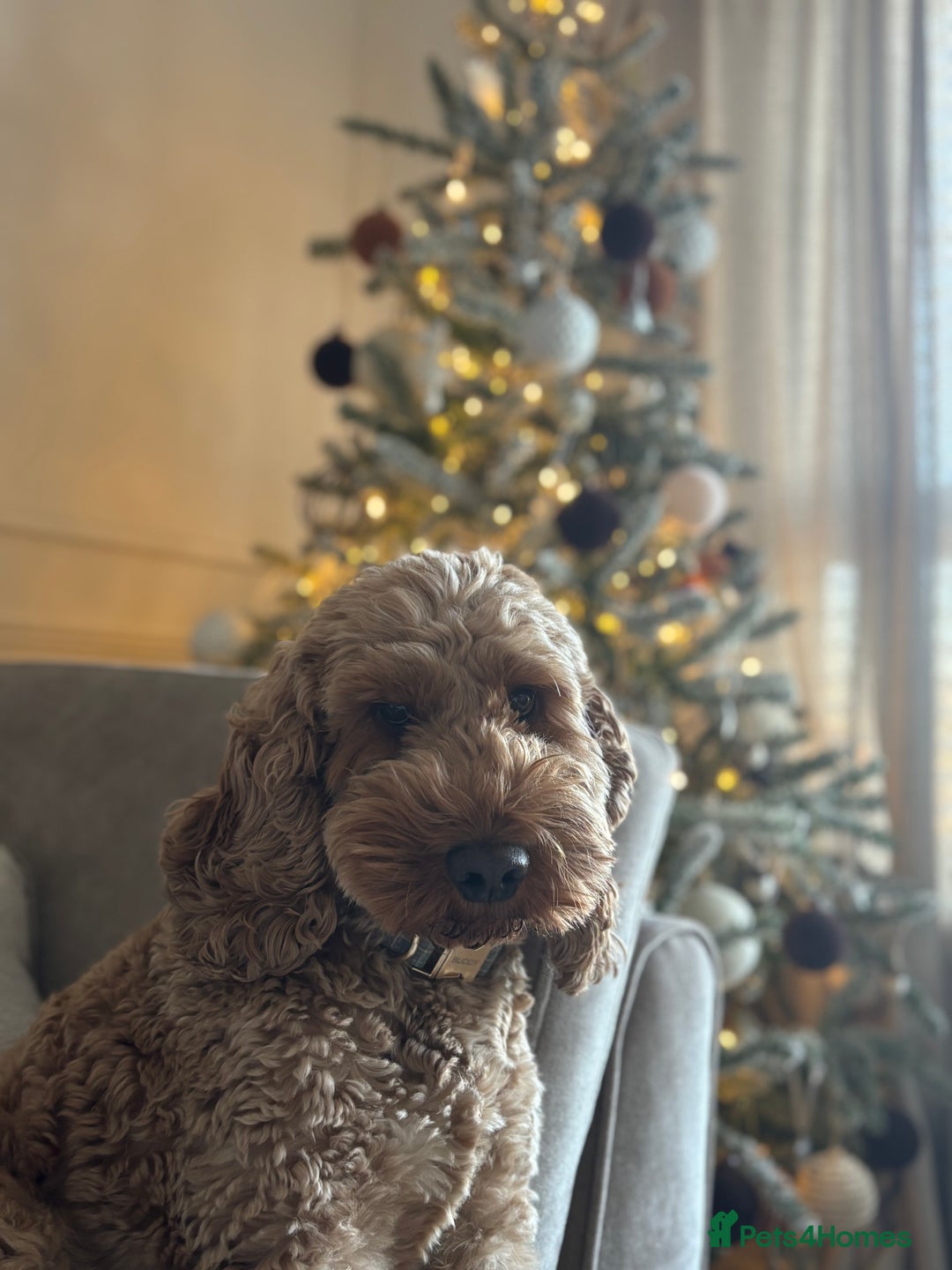 Cockapoo dogs for stud: Cockerpoo for stud  - Advert 3