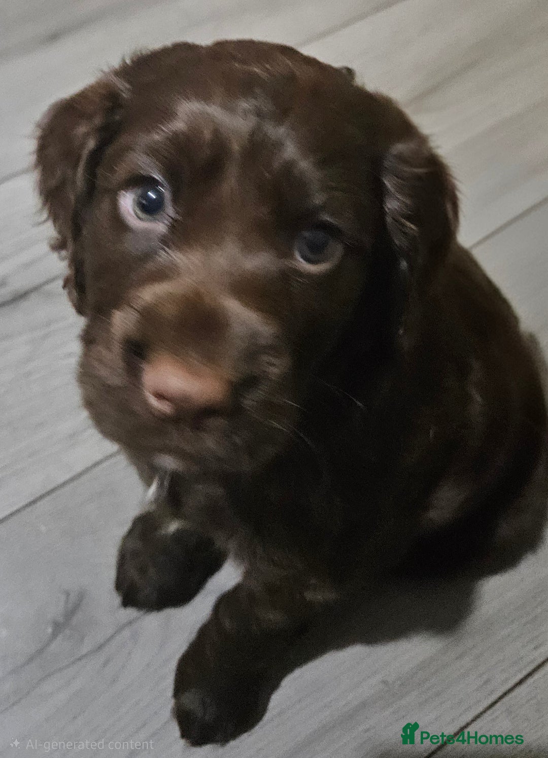 Cocker Spaniel dogs for sale: 5 stunning Cocker Spaniel puppies for sale.  - Advert 9