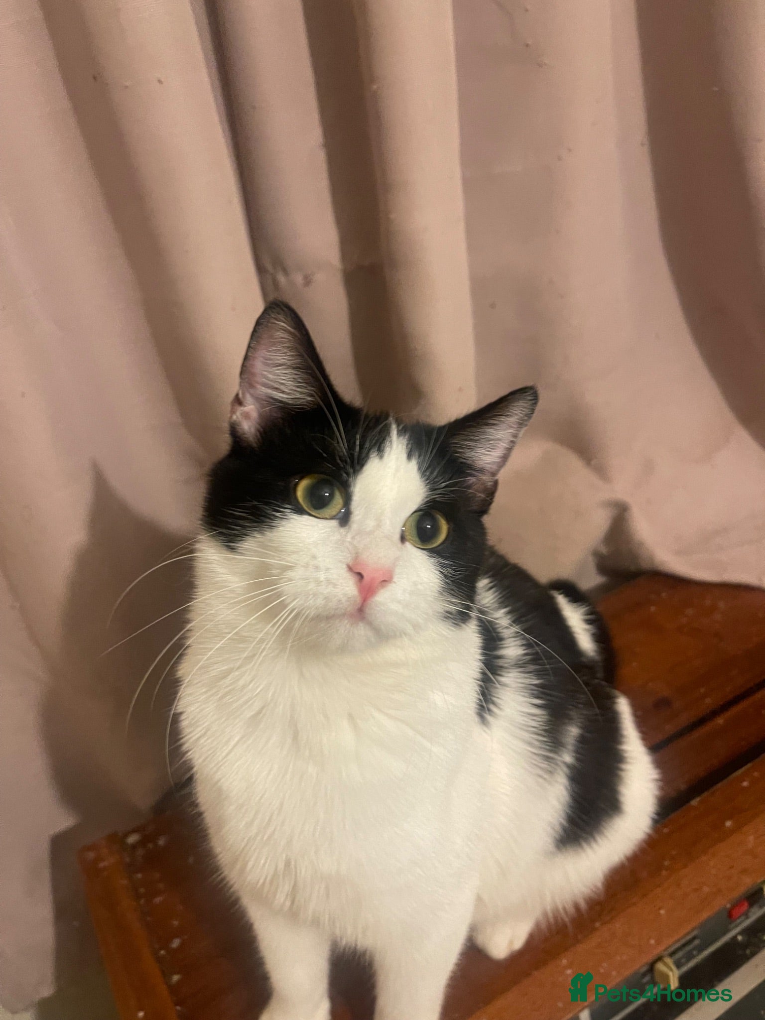 Mixed Breed cats Kittens ready to leaven 💕 - Advert 1