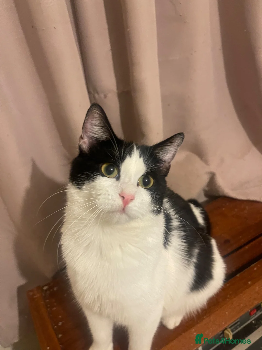 Mixed Breed cats for sale: Kittens ready to leaven 💕 - Advert 1