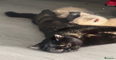 British Shorthair cats 🏡 Pedigree British Shorthair Kittens  🐾 - Advert 2