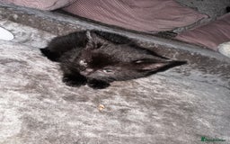 Mixed Breed cats for sale: 4 beautiful maincoon cross kittens 3 BOYS 1 GIRL - Image 5