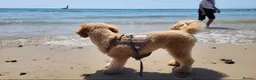 Toy Poodle dogs for sale: Beautiful Apricot Toy Poodle Looking for a Home - Advert 5