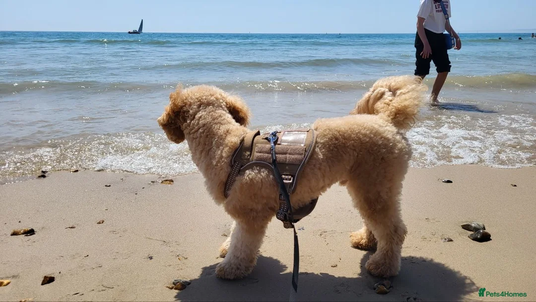 Toy Poodle dogs for sale: Beautiful Apricot Toy Poodle Looking for a Home - Advert 5