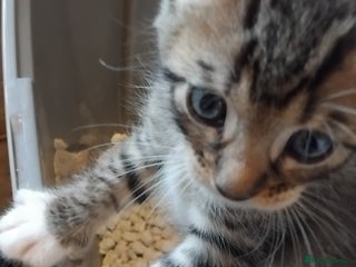 Mixed Breed cats Lovely Bengal x kittens for sale. - Advert 2