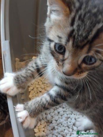 Mixed Breed cats Lovely Bengal x kittens for sale. - Advert 4