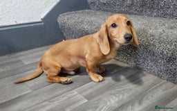 Miniature Dachshund dogs for sale: Miniture dachshund puppys  in Turriff - Image 3
