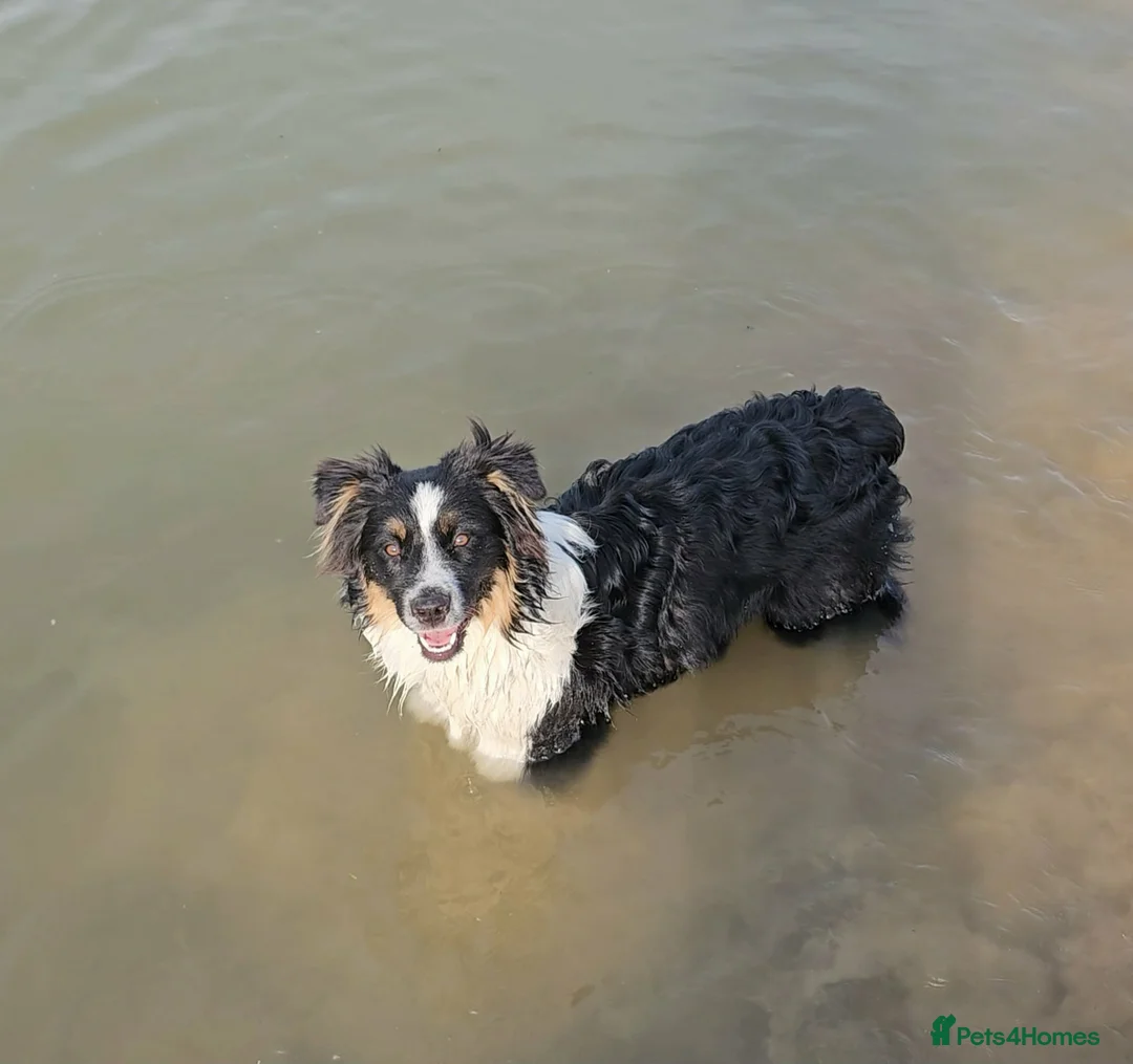 Australian Shepherd dogs for stud: Calm and well-balanced Australian shepherd 🐕‍🦺 - Advert 2