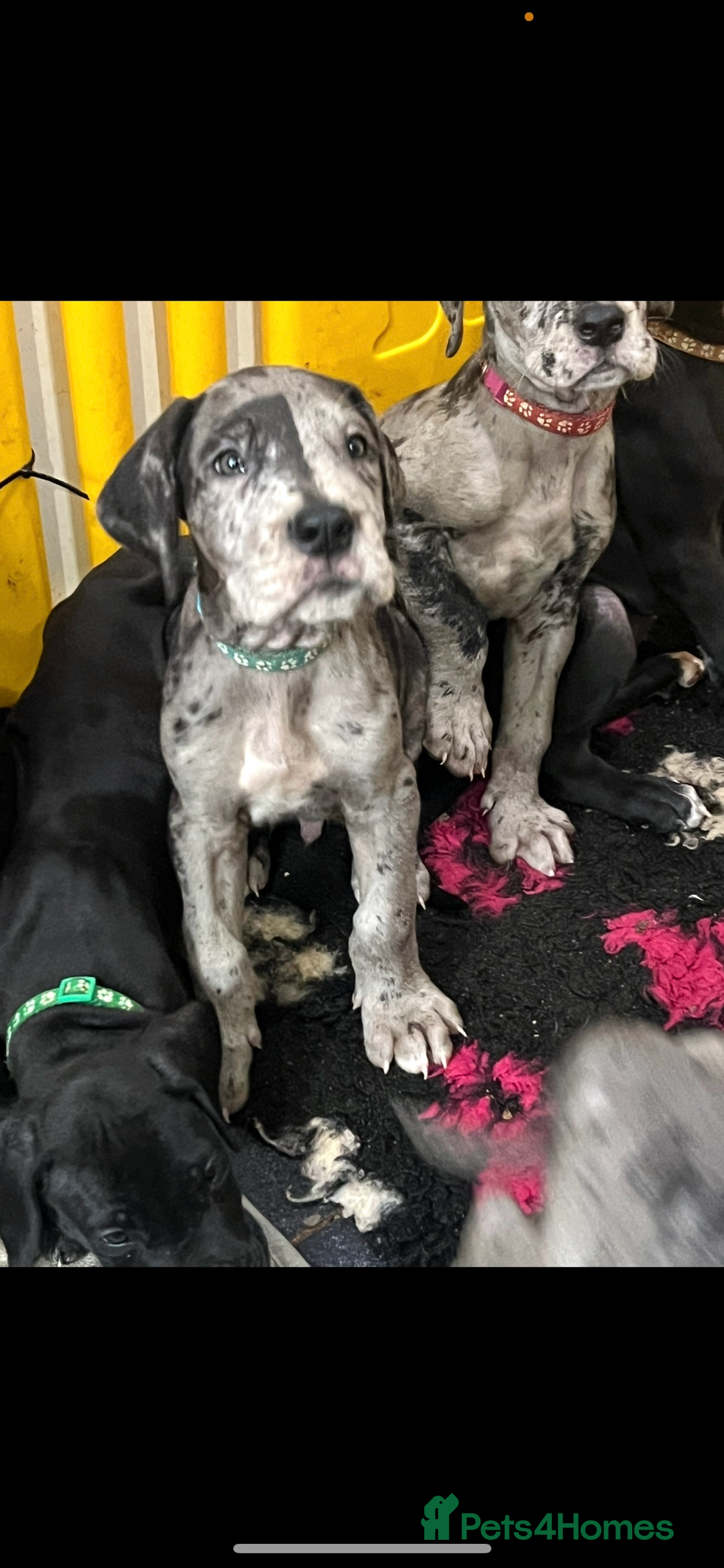 Great Dane dogs for sale: READY NOW PURE BRED GREAT DANE PUPPIES FOR SALE - Image 30