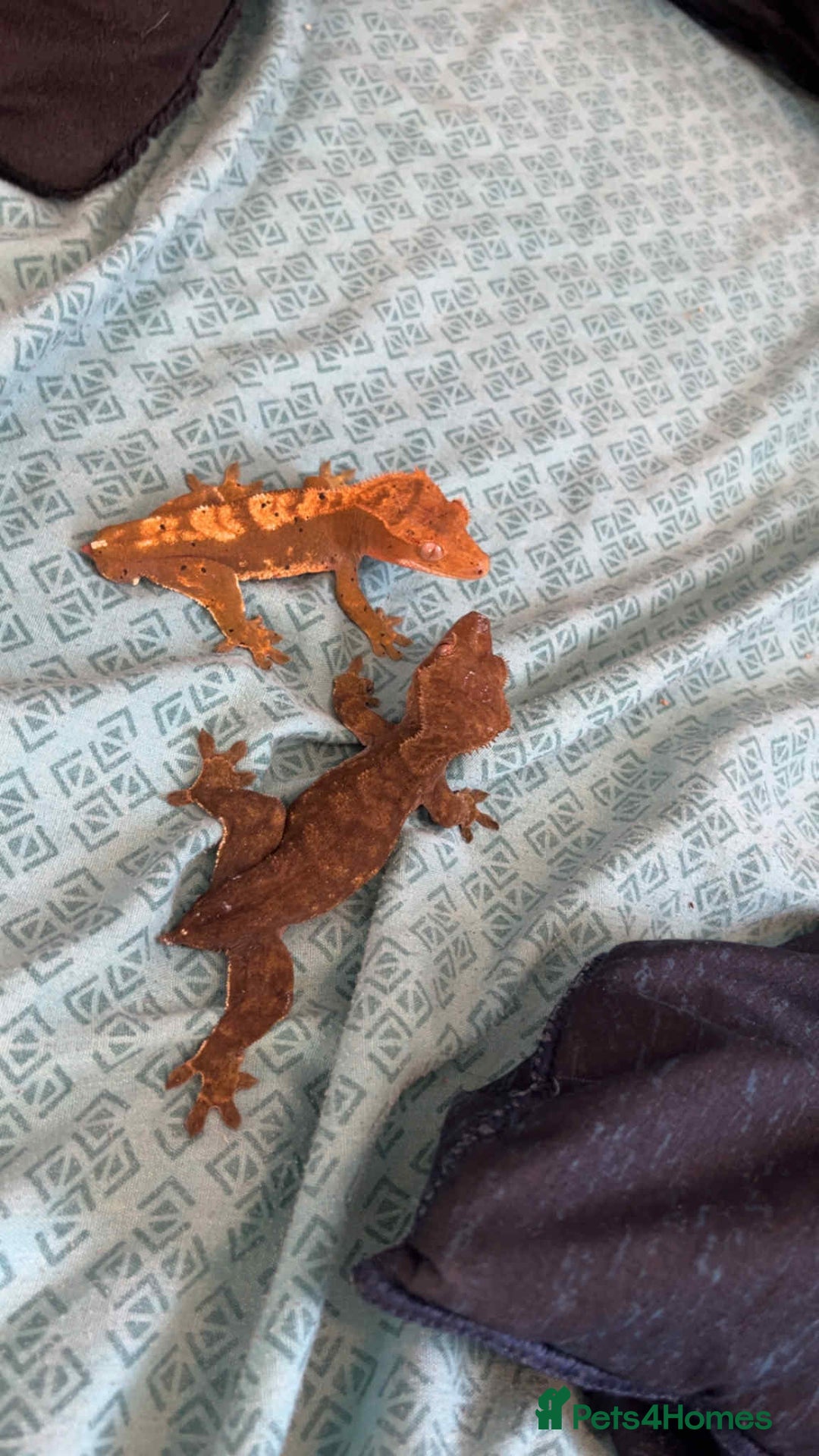 Gecko reptiles for sale: Crested geckos - Advert 9