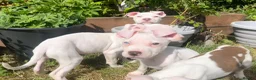 Mixed Breed dogs for sale: Stunning American Bull Staffy Puppies - Advert 3