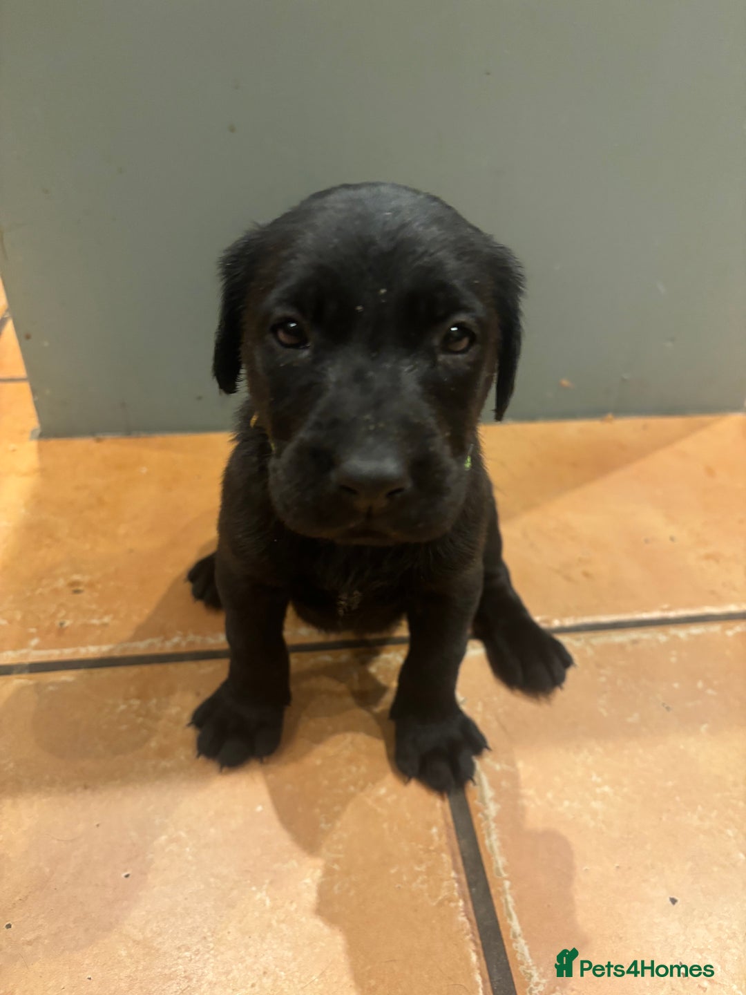 Labrador Retriever dogs for sale: 6 beautiful black lab pups for sale - Advert 4
