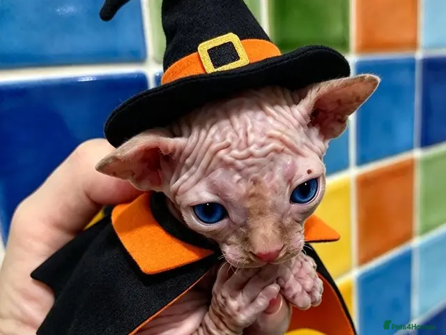 Sphynx cats for sale: STUNNING CANADIAN SPHYNX BOYS - Advert 1