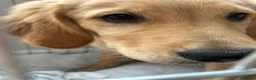 Golden Retriever dogs for sale: 10-Month-Old KC Registered Golden Retriever  - Advert 6
