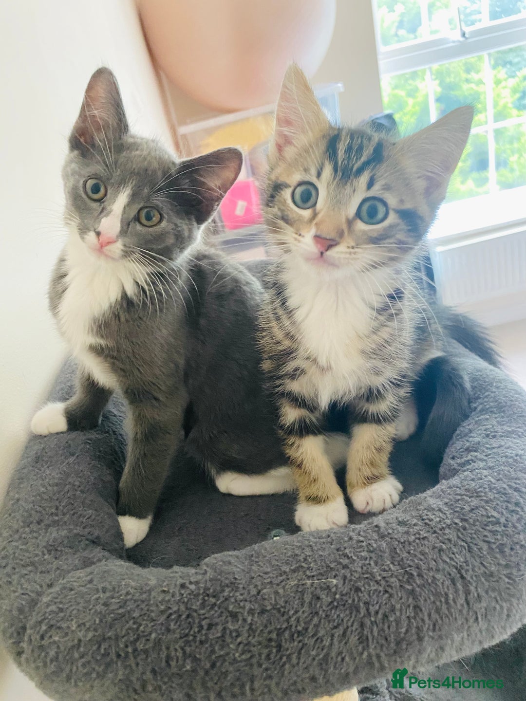 Domestic Shorthair cats for sale: Ragdoll Cross X DSH - Image 6