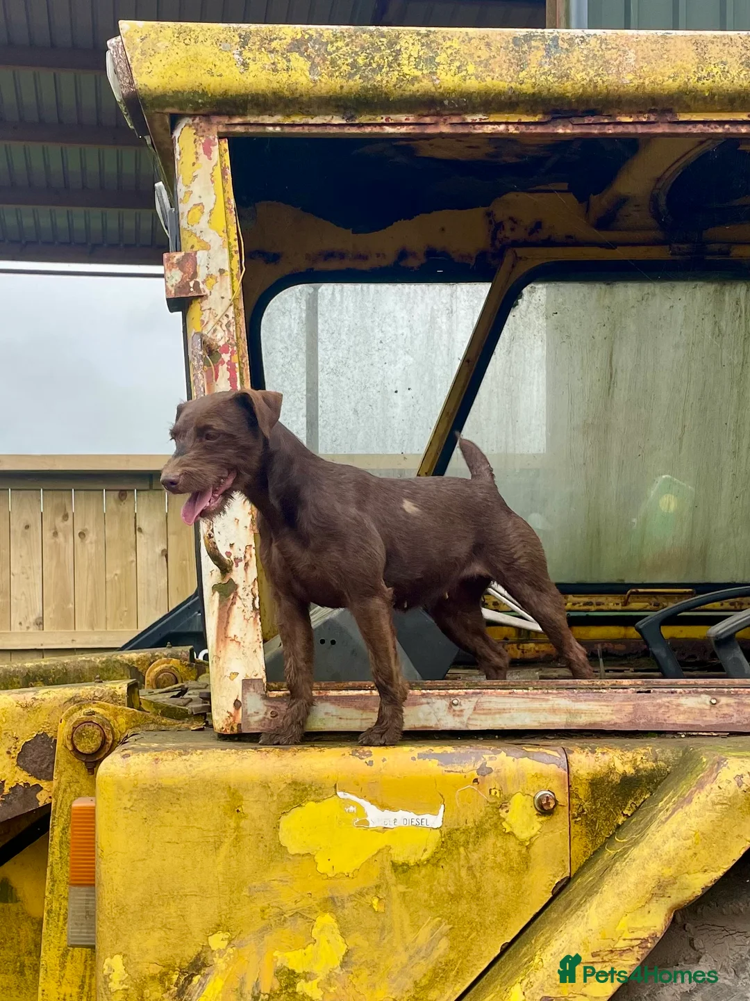 Patterdale Terrier dogs for sale: Quality Patterdale Pups - Advert 2