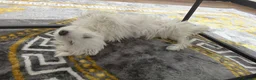 Maltese dogs for sale: Mini Maltese  - Advert 2