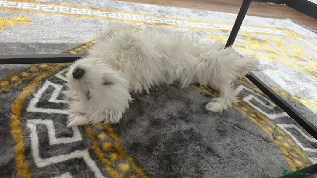 Maltese dogs for sale: Mini Maltese  - Advert 2