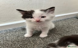 Domestic Shorthair cats for sale: Kittens for sale  - Image 4