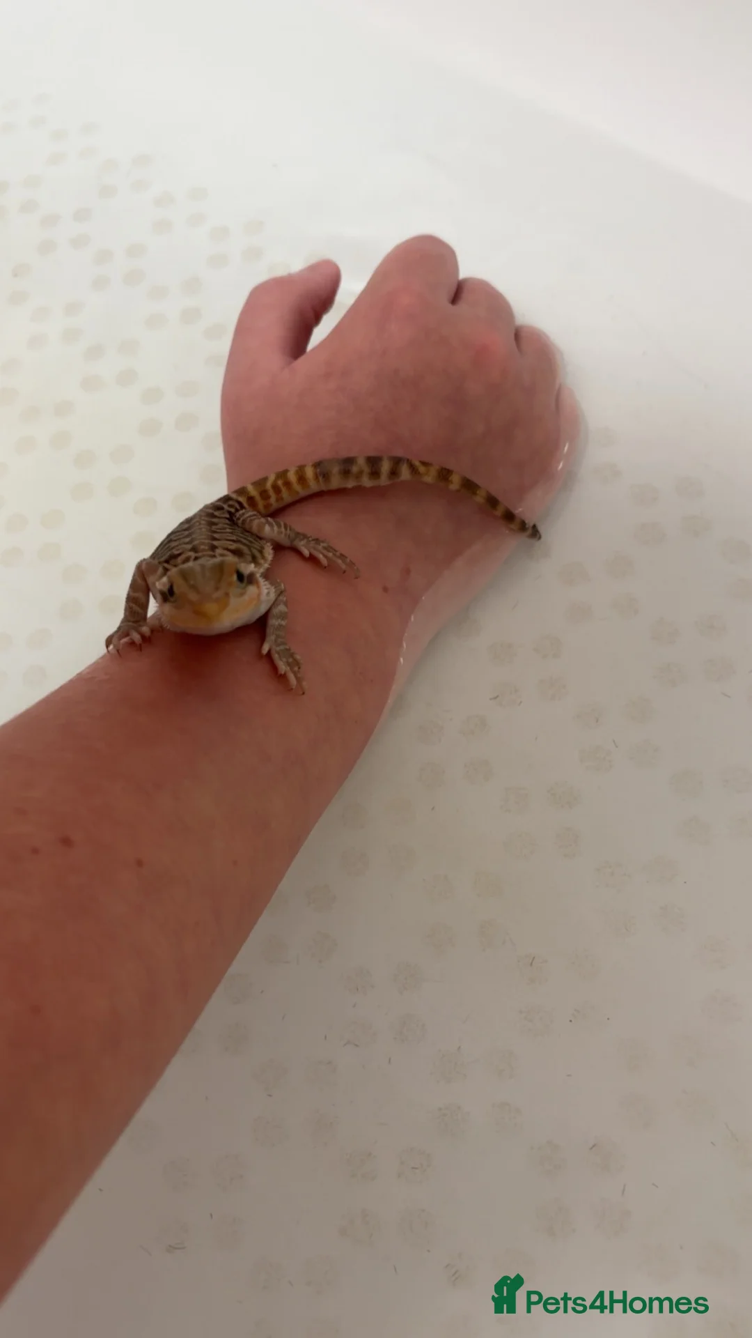 Bearded Dragon reptiles for sale: Female bearded dragon  - Advert 7