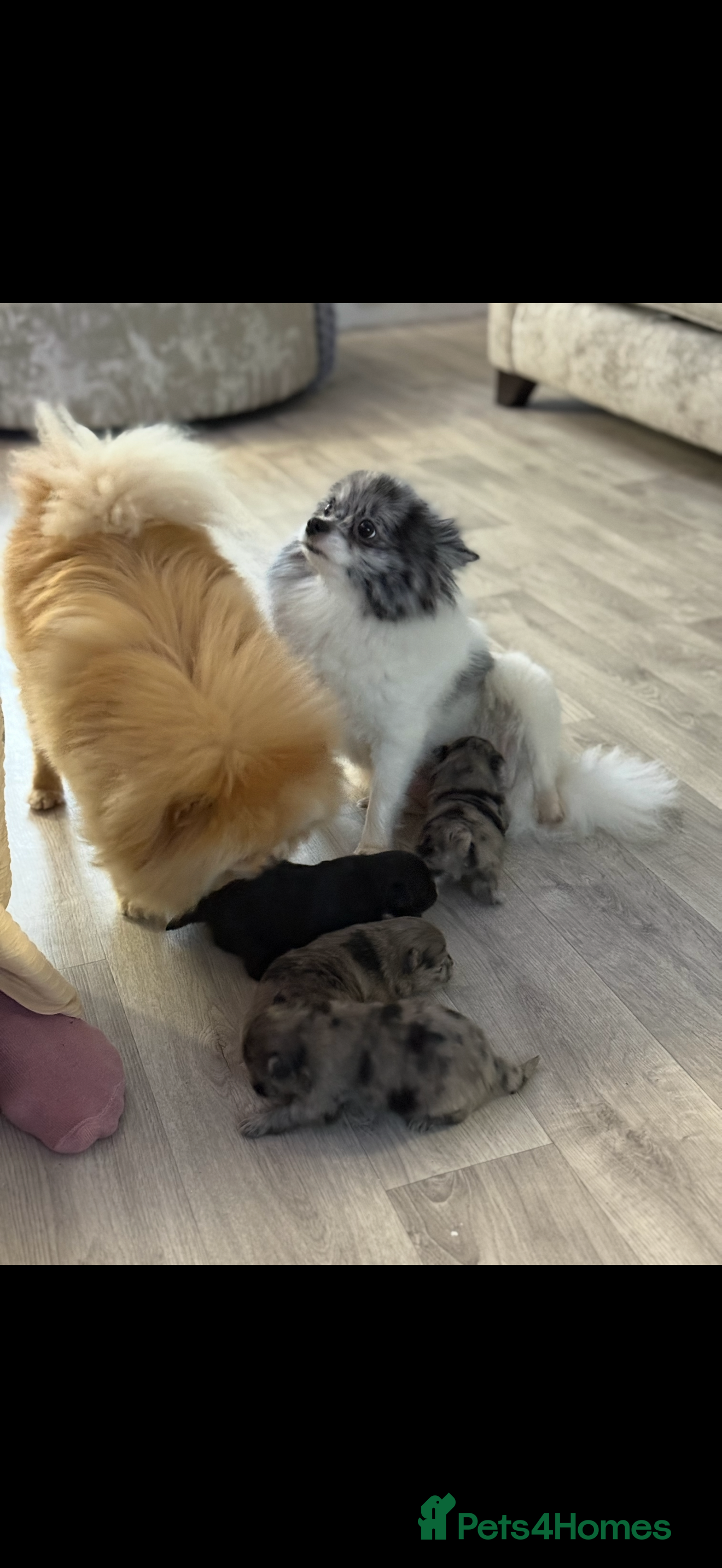 Pomeranian dogs Black Pomeranian boy - Advert 3