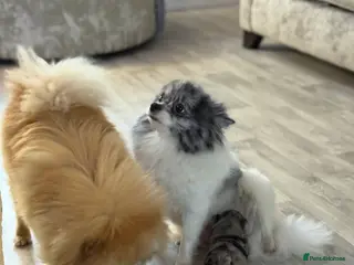 Pomeranian dogs Black Pomeranian boy - Advert 3