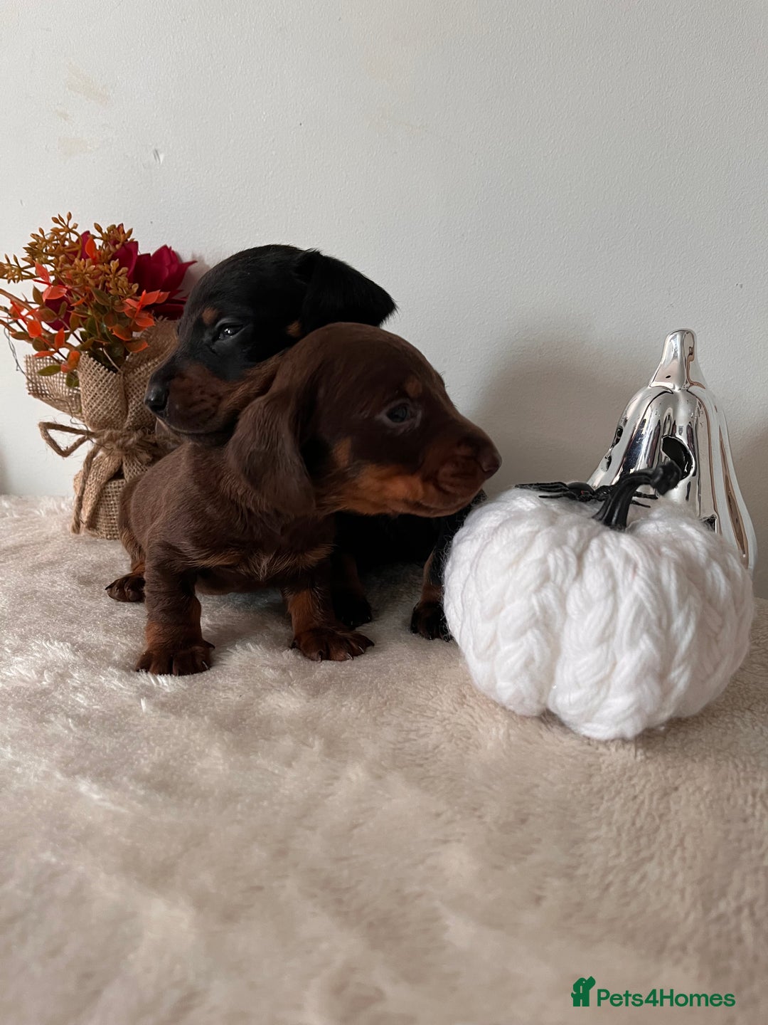 Dachshund dogs for sale: Beautiful Standard Dachshund Puppies  - Image 6