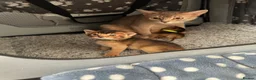 Abyssinian cats for sale: Abyssinian kittens 🌟😻🌟 - Advert 14