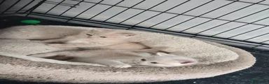 Light Cream female