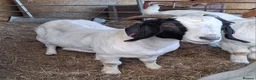Goats livestock for sale: Boer x Nannies - Advert 2