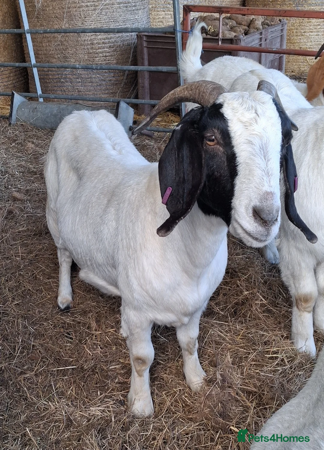 Goats livestock for sale: Boer x Nannies - Advert 2