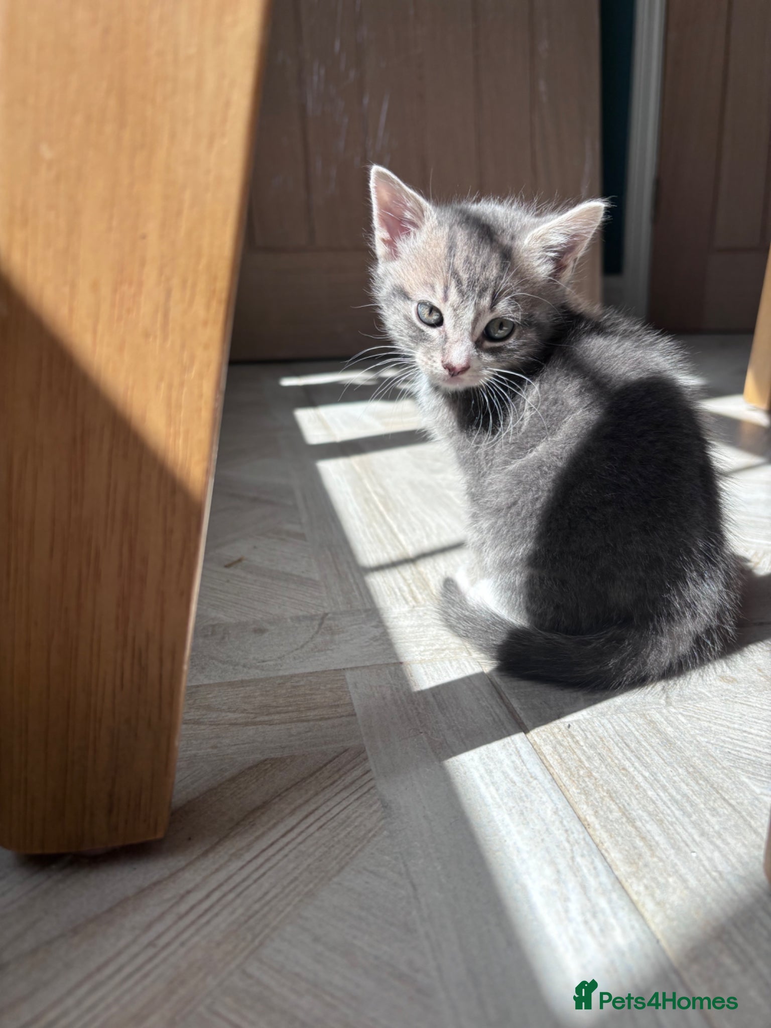 Mixed Breed cats for sale: 4 sweet kittens for new homes  in Thornton-Cleveleys - Advert 10