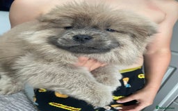 Chow Chow dogs for sale: Chow chow pups - Image 16
