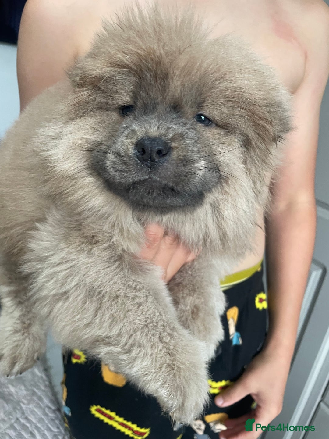Chow Chow dogs for sale: Chow chow pups - Image 16
