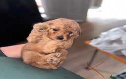 Cockapoo dogs for sale: Health tested Toy Cockapoo’s  - Advert 6