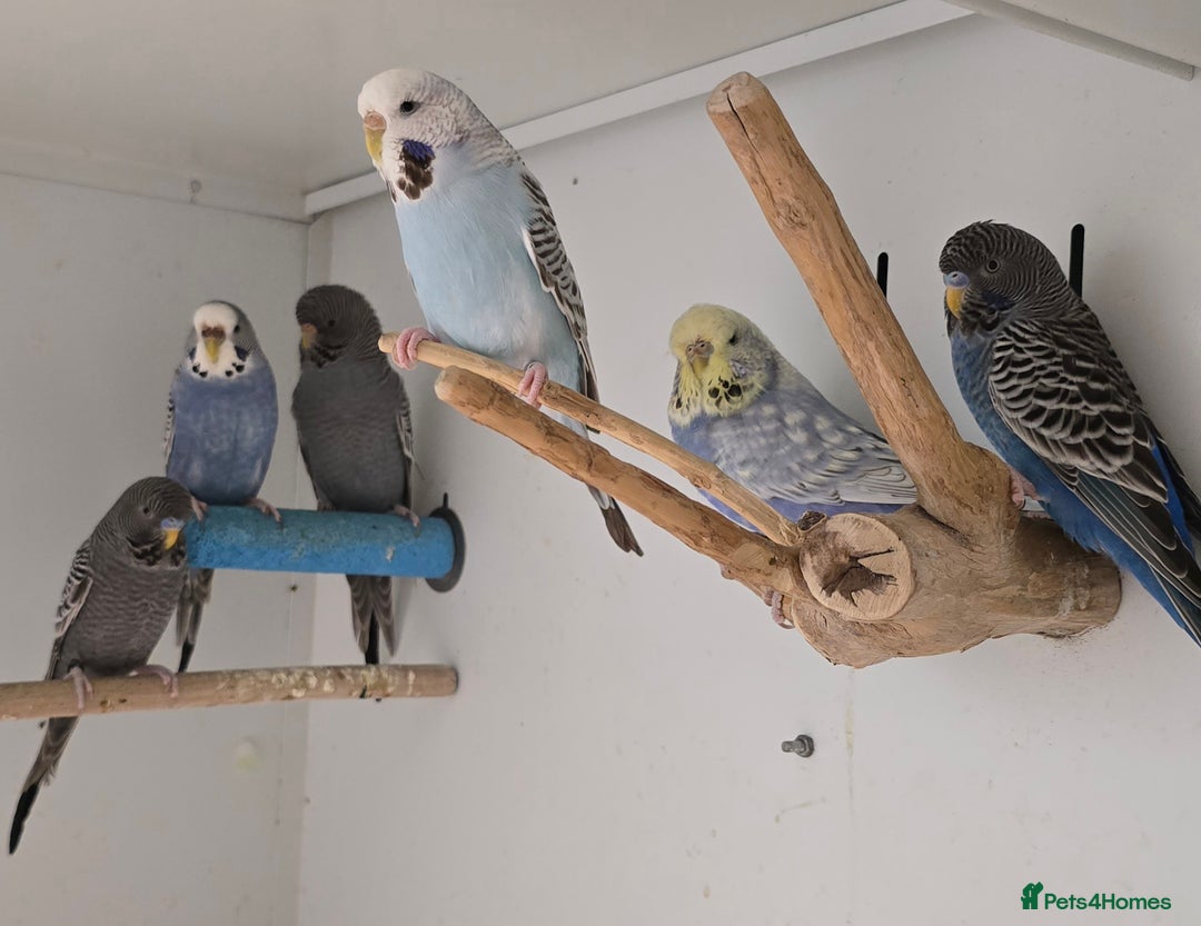 Budgerigars birds for sale: Stunning Baby Budgies available now!!! - Advert 15
