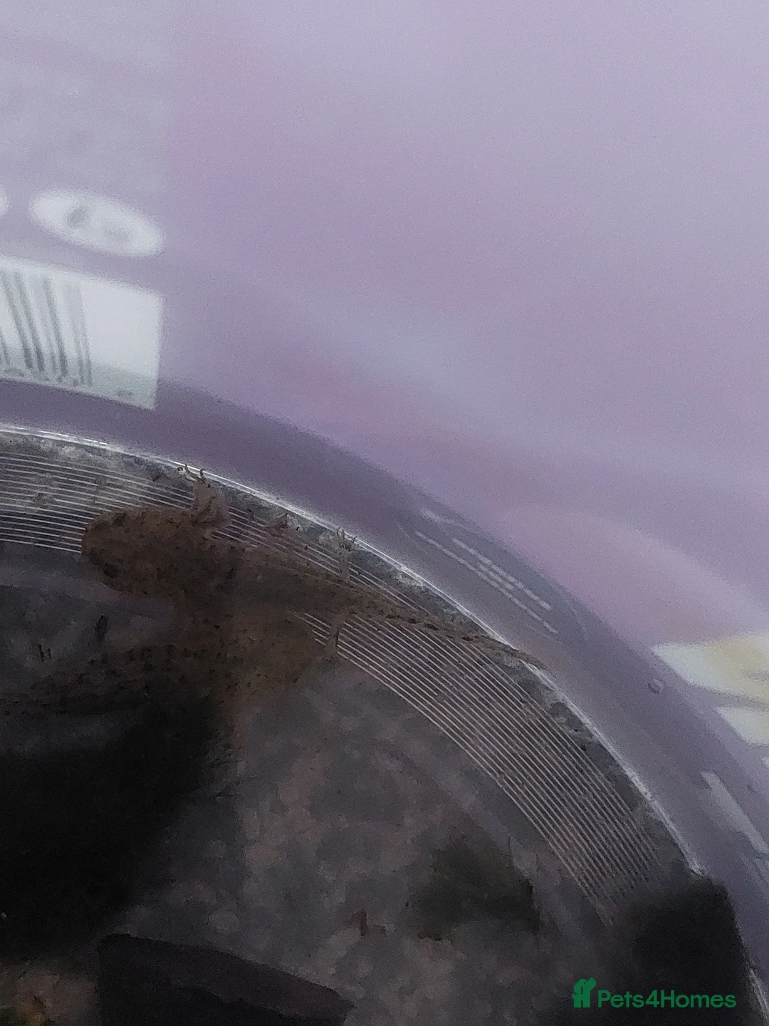 Axolotl reptiles for sale: Wild type axolotls for sale 5cm to 15cm - Advert 5