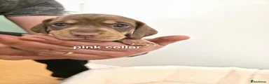 Pink Collar