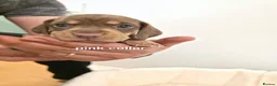 Miniature Dachshund dogs for sale: PEDIGREE KC MINIATURE DACHSHUND PUPPIES  🐶 ❤️ - Advert 13