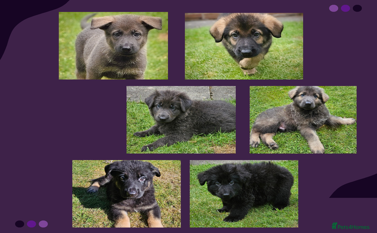 German Shepherd dogs - Advert 3