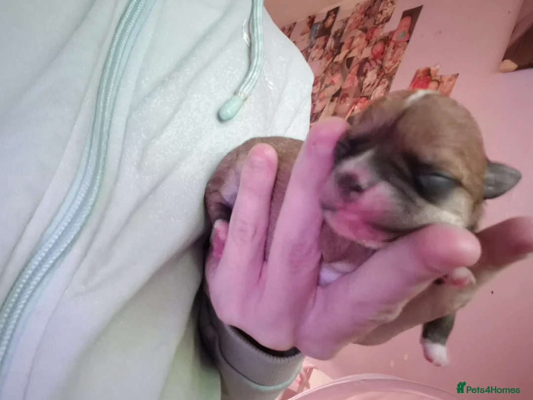 Chihuahua dogs for sale: 3 females pups for sale - Advert 2