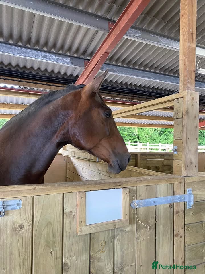 PRE horses Fully registered PRE mare with superb lineage - Advert 1