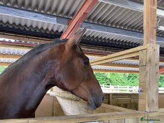 PRE horses Fully registered PRE mare with superb lineage - Advert 7