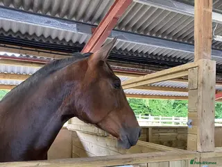 PRE horses Fully registered PRE mare with superb lineage - Advert 5