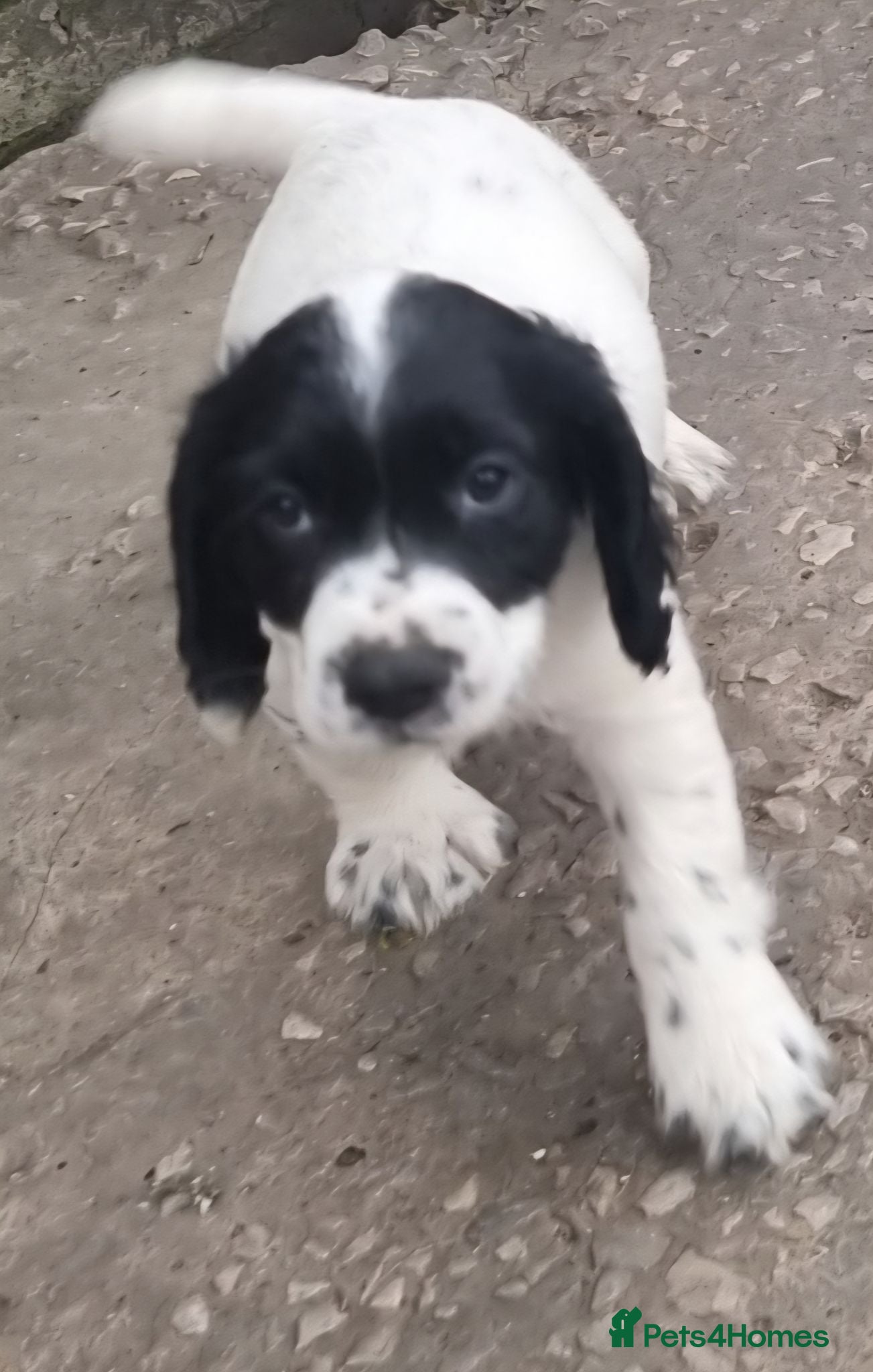 Cocker Spaniel dogs Quality KC/DNA clear Cocker spaniel pup  - Advert 2