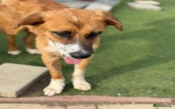 Mixed Breed dogs for adoption: Sweet Armin looking for LOvE - Image 7